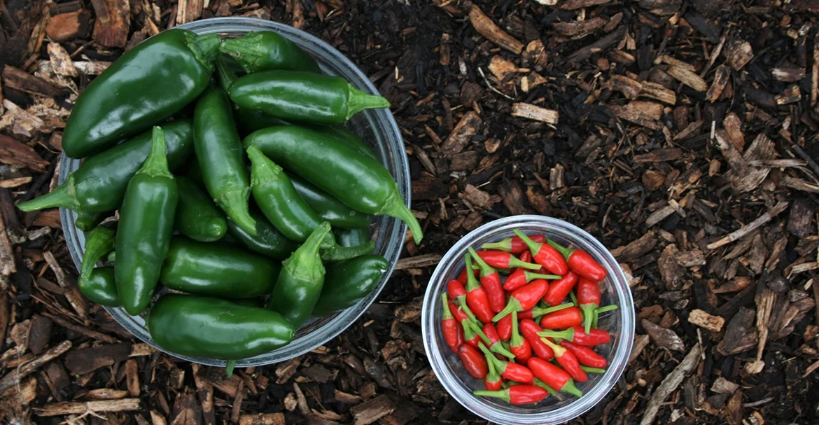 Marriage And organic Have More In Common Than You Think